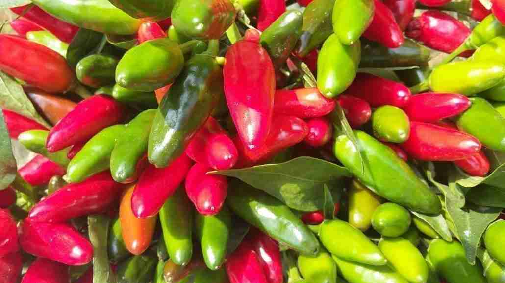 peperoncino piccante